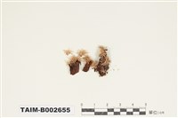 藏品(白髮苔屬)的圖片
